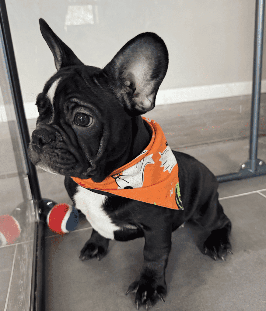 Screenshot 2025-09-29 at 7.24.03 PM